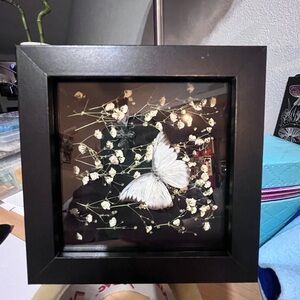 Real Framed White Butterfly dried flowers